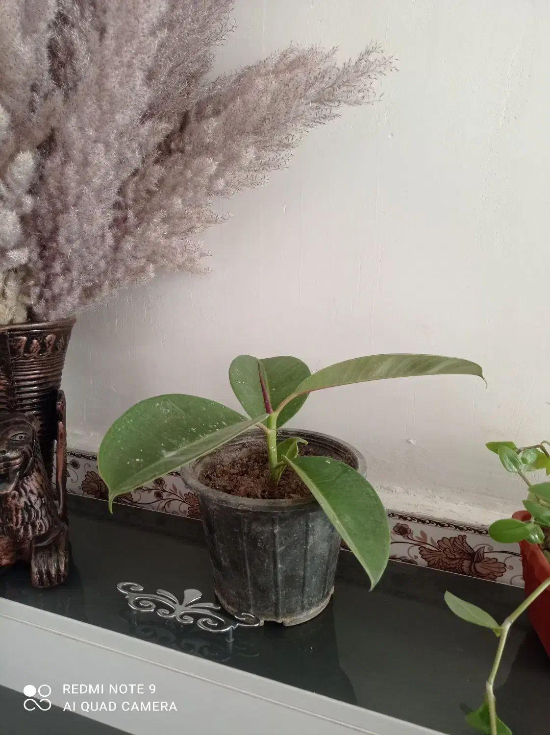 گل فروشی|گل و گیاه طبیعی|سرپل ذهاب, |دیوار