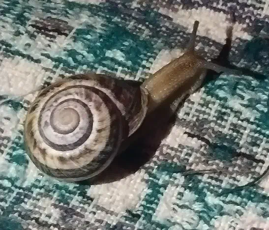 حلزون|خزنده|زاهدان, |دیوار