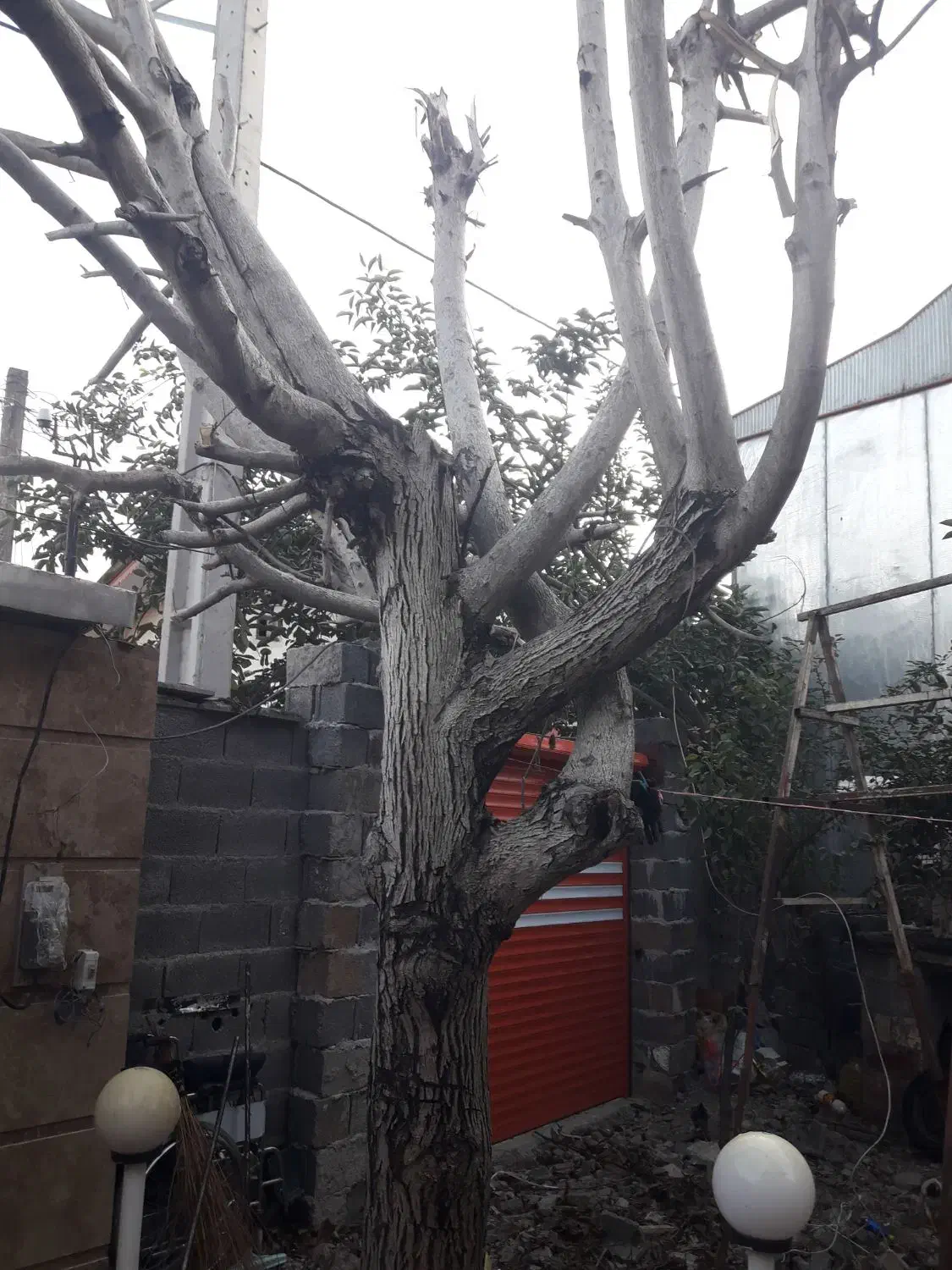 درخت گردو|خدمات باغبانی و درختکاری|فومن, |دیوار