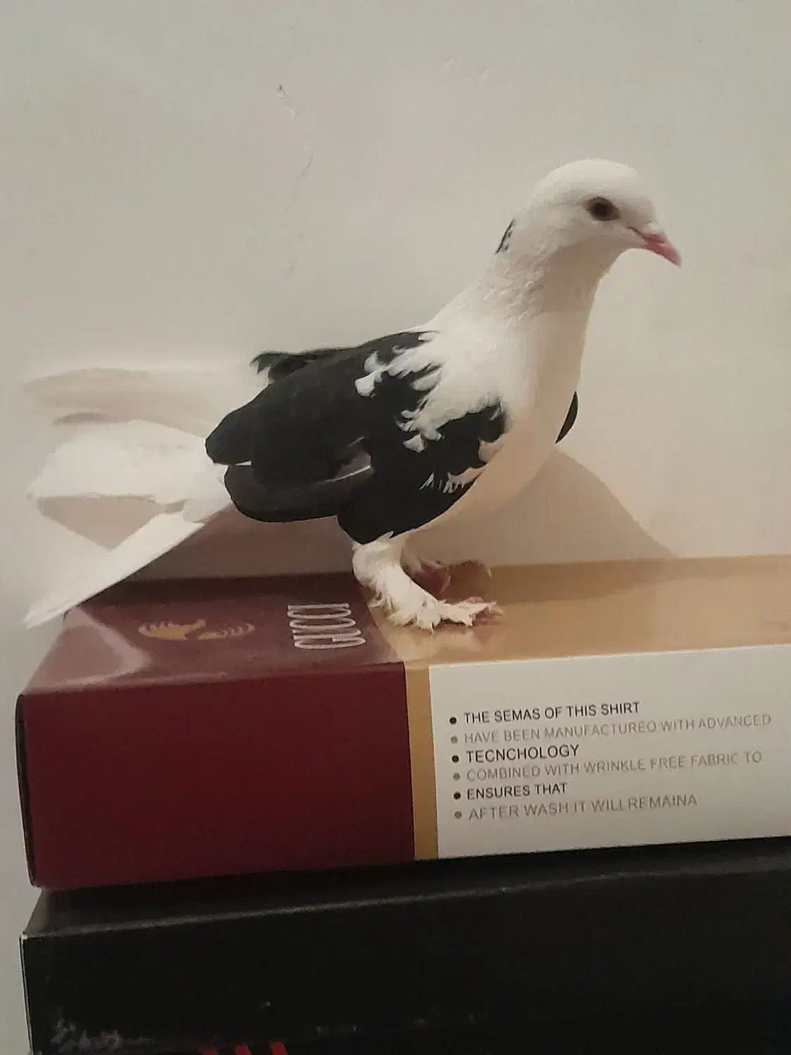 کبوتر|کلکسیون و سرگرمی|تبریز, |دیوار