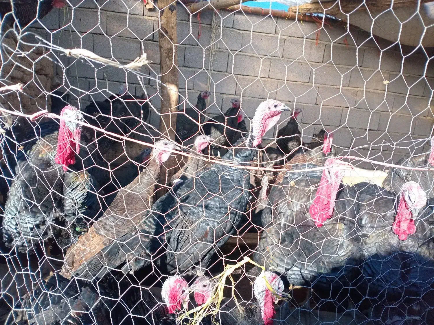 بوقلمون محلی و ارگانیک|حیوانات مزرعه|دهگلان, |دیوار