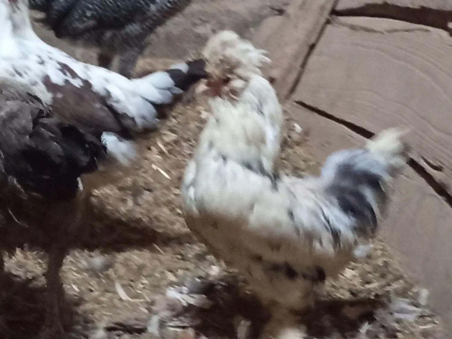 مرغ وخروس زینتی کل مرغ وخروس جوجه زیرمرغ ب شرط تخم|حیوانات مزرعه|میبد, |دیوار