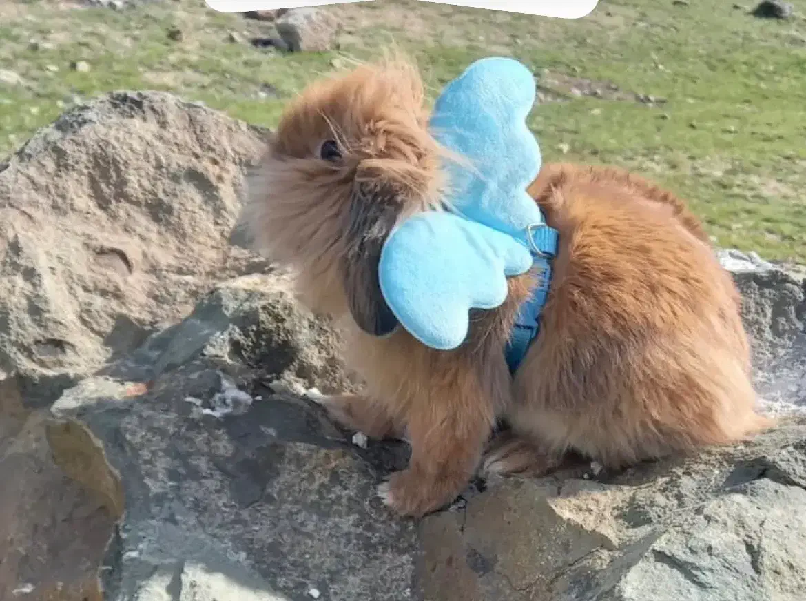 خرگوش لوپ|موش و خرگوش|تهران, تهرانپارس غربی|دیوار