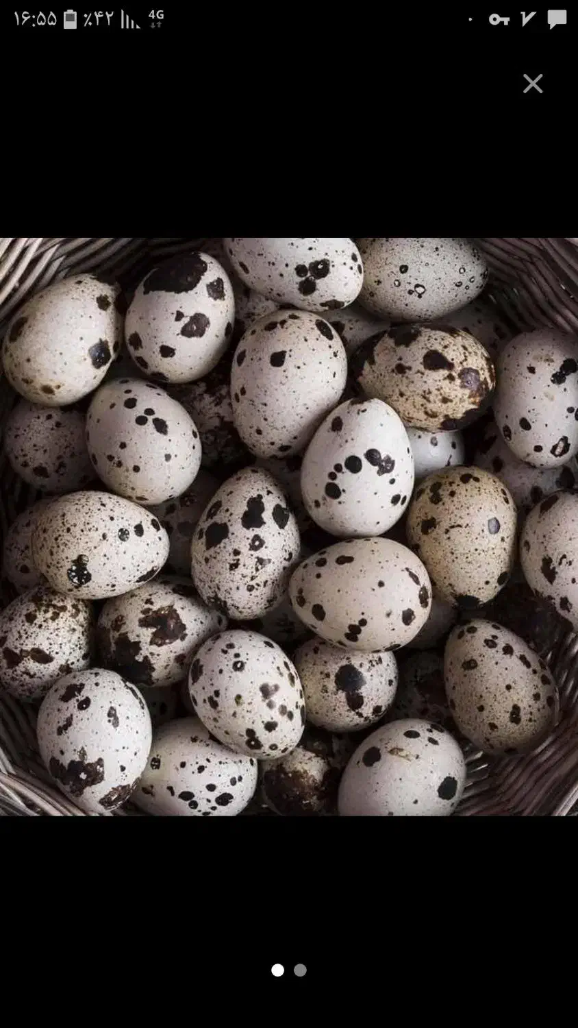 تخم و گوشت بلدرچین|خوردنی و آشامیدنی|چرداول, |دیوار