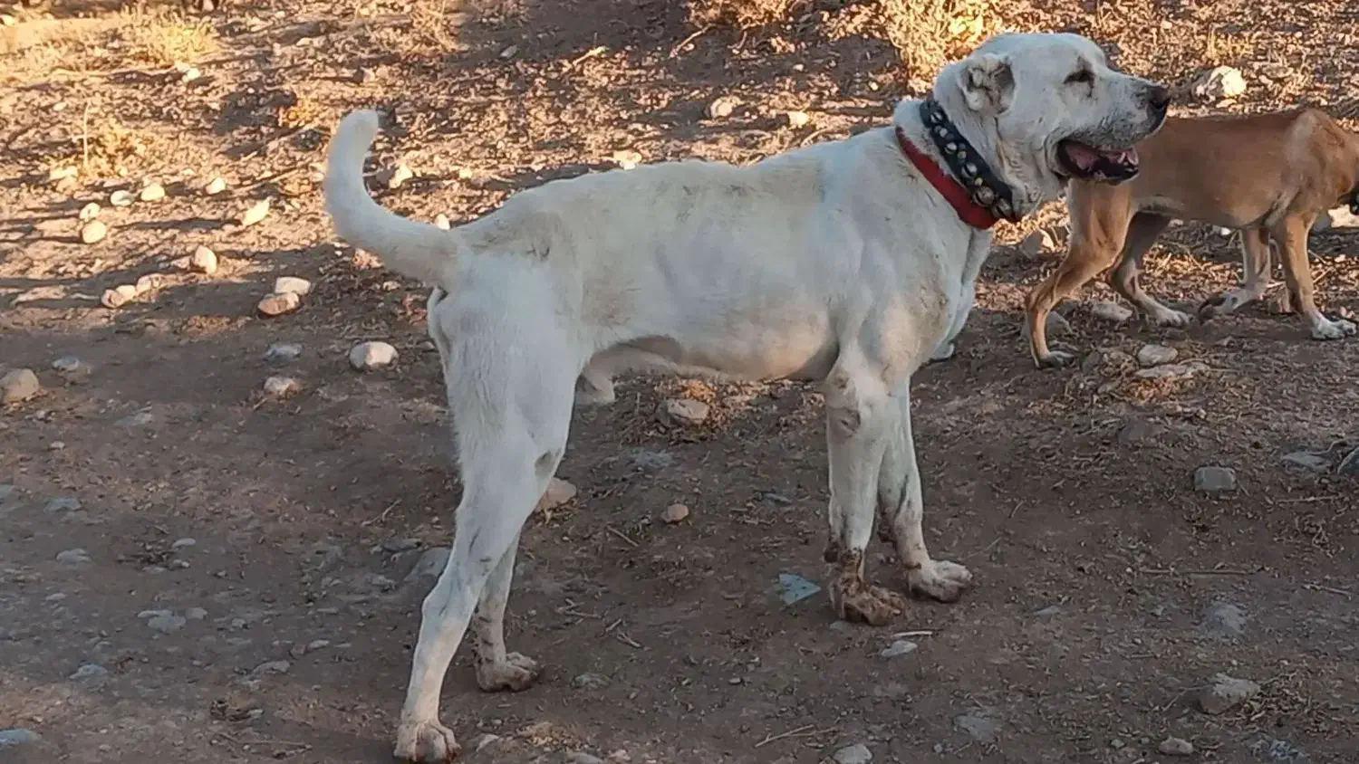 واگذاری سگ اصیل خراسانی از بهترین نسل|سگ|کلات (خراسان), |دیوار