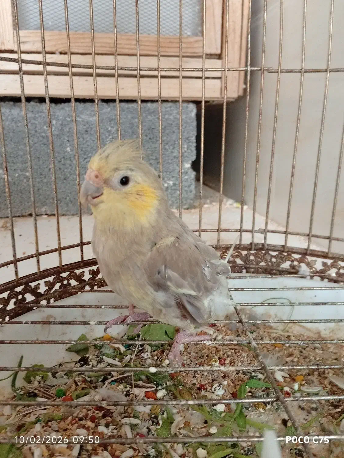 عروس هلندی|پرنده|جم, |دیوار