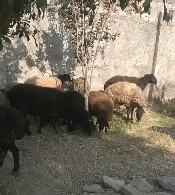 میش|حیوانات مزرعه|پیشوا, |دیوار