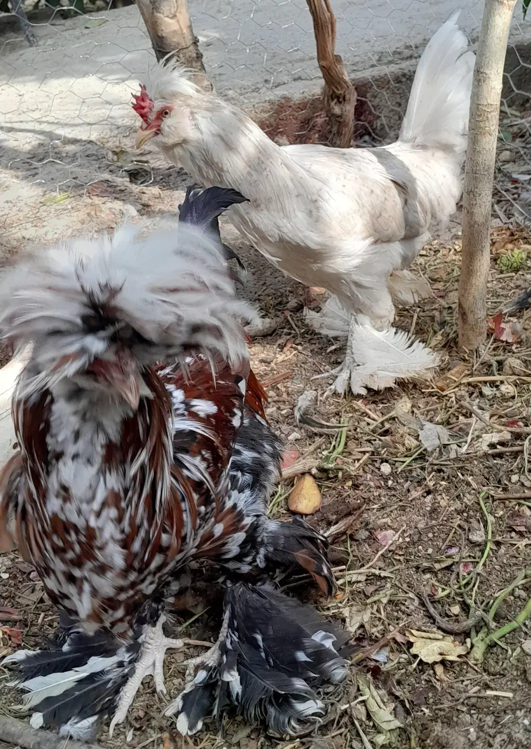 فروش یک جفت مرغ وخروس لهستانی|حیوانات مزرعه|فیروزآباد (فارس), |دیوار