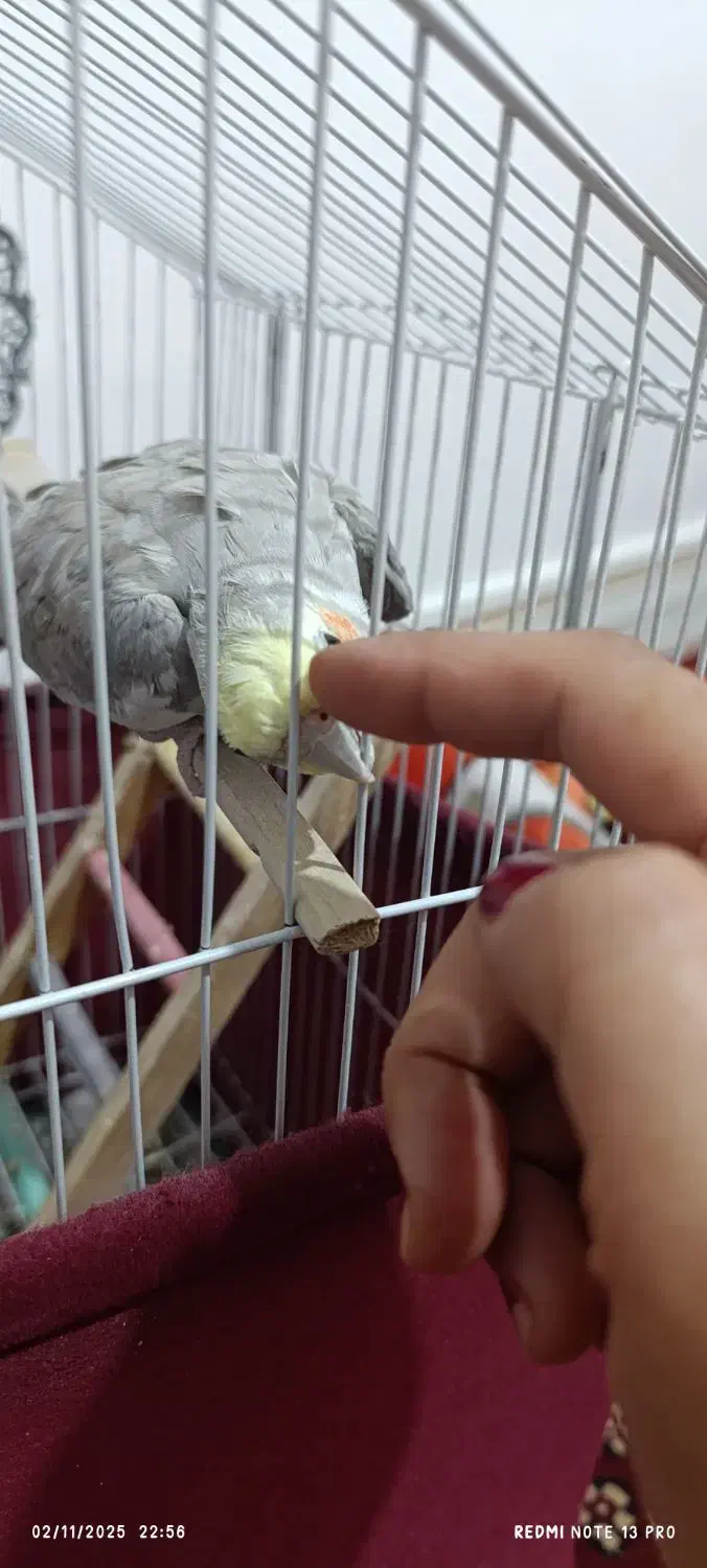 پرنده زینتی|پرنده|کوه چنار, |دیوار