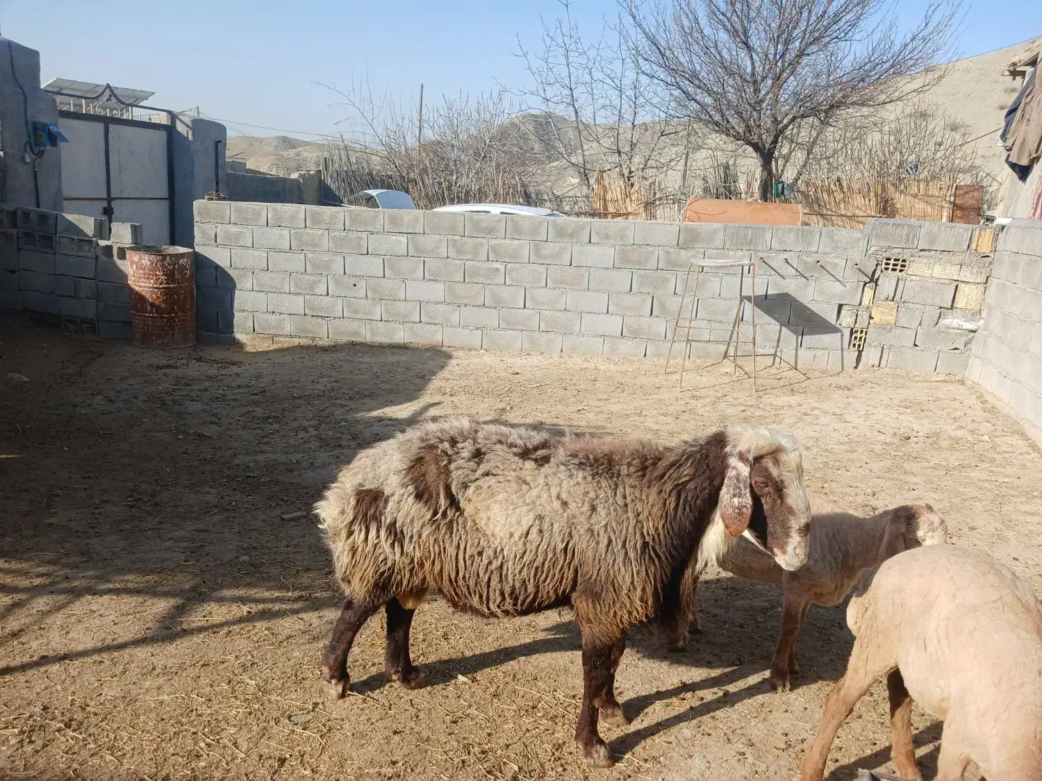 قوچ|حیوانات مزرعه|مانه, |دیوار