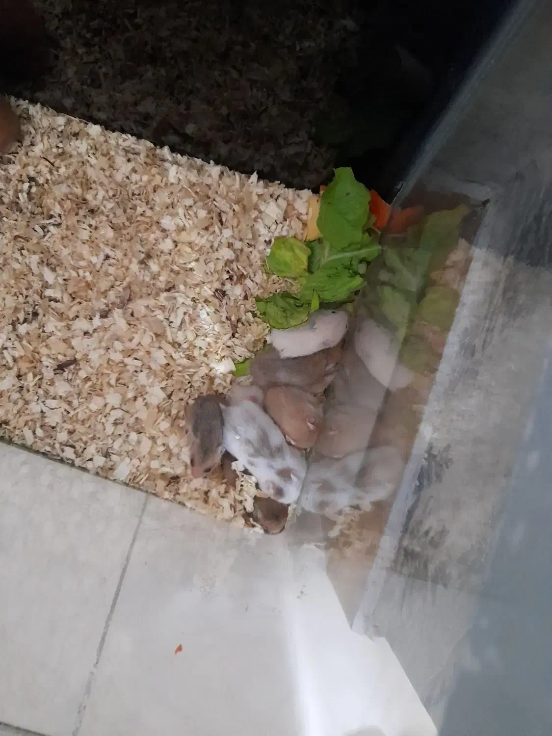 همستر|موش و خرگوش|رباطکریم, رباطکریم|دیوار