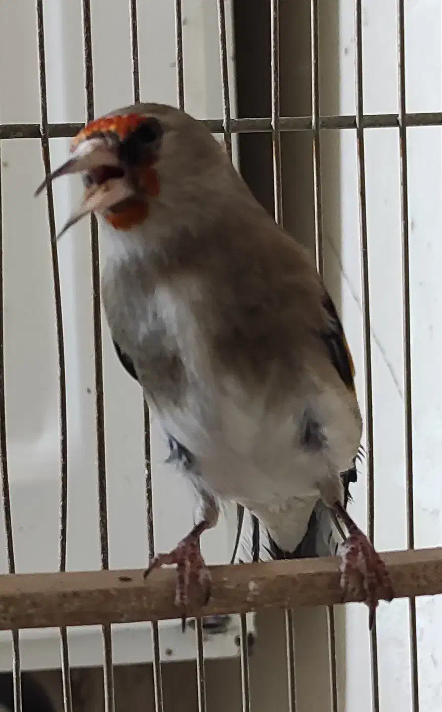 سهره دانه|پرنده|مرودشت, ابوذر شمالی‎|دیوار