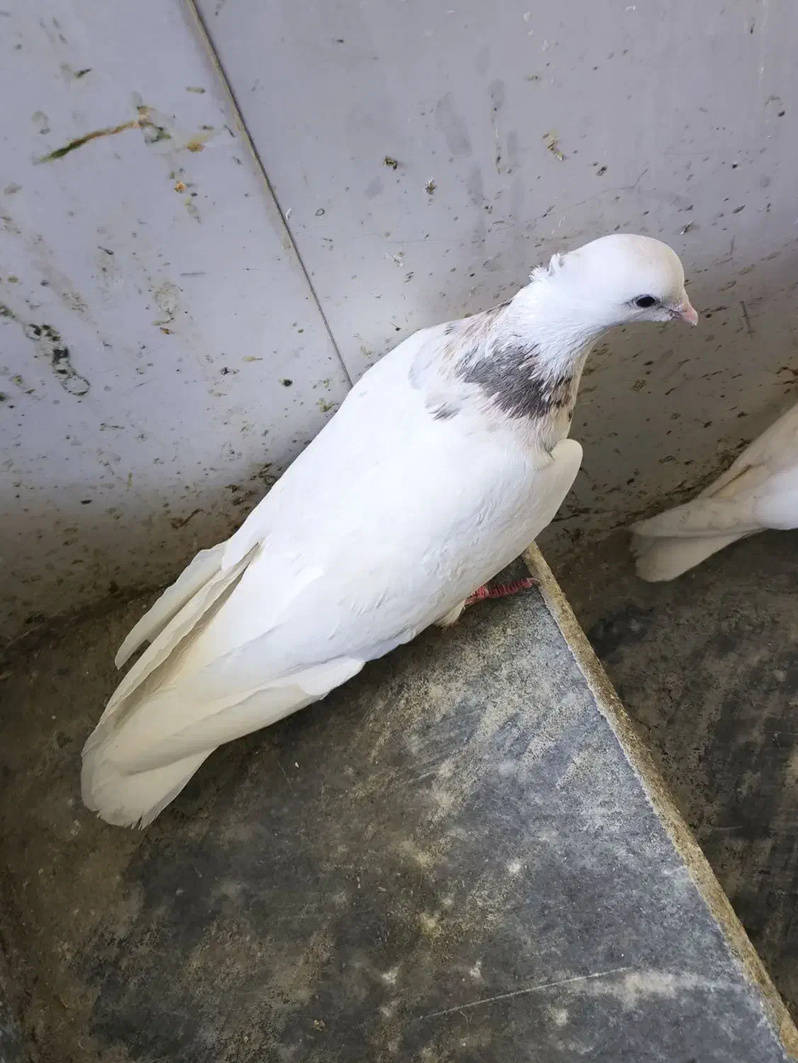 طوقی|پرنده|دهدشت, |دیوار