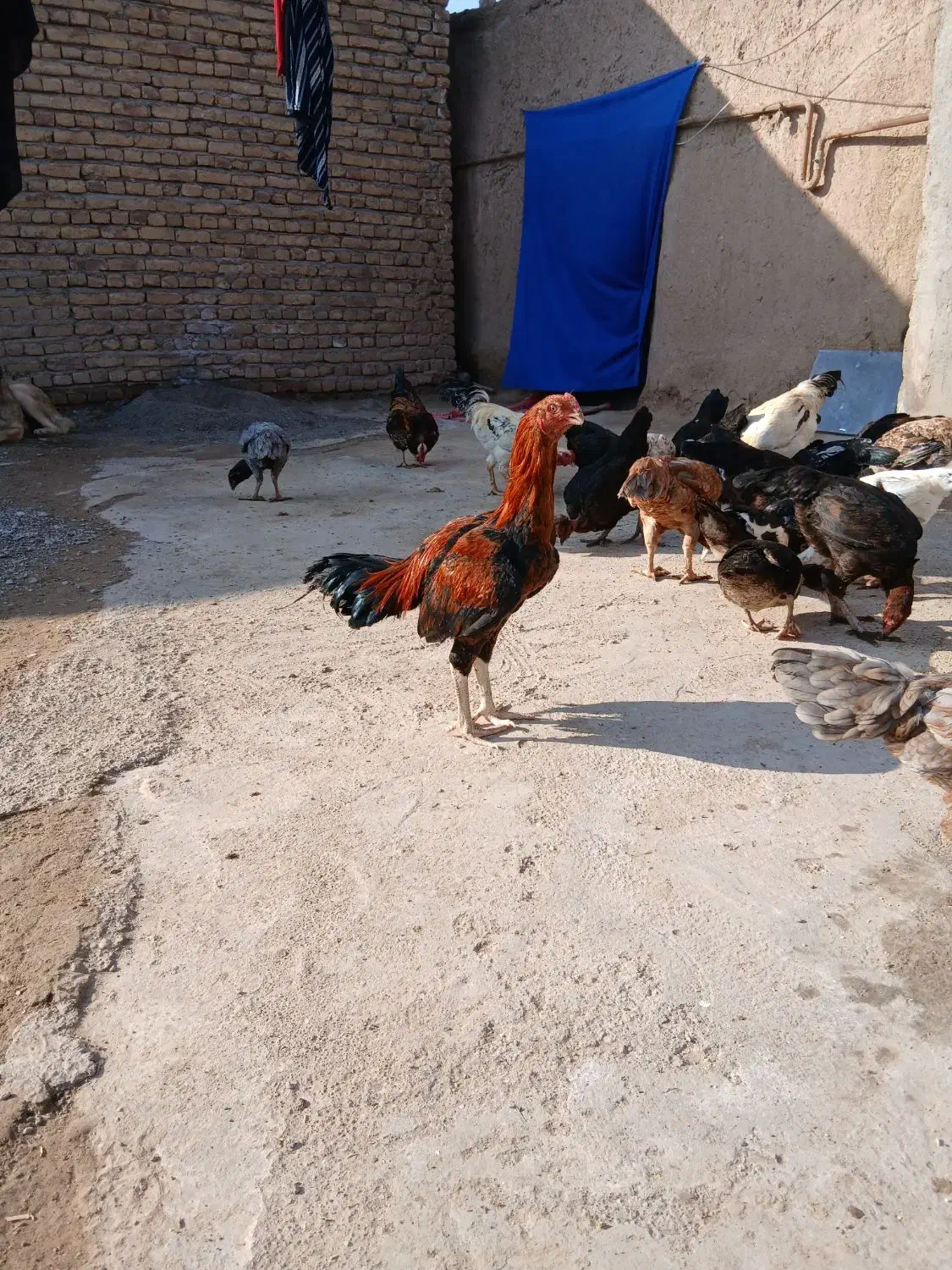 جوجه f13|حیوانات مزرعه|سرخس, |دیوار