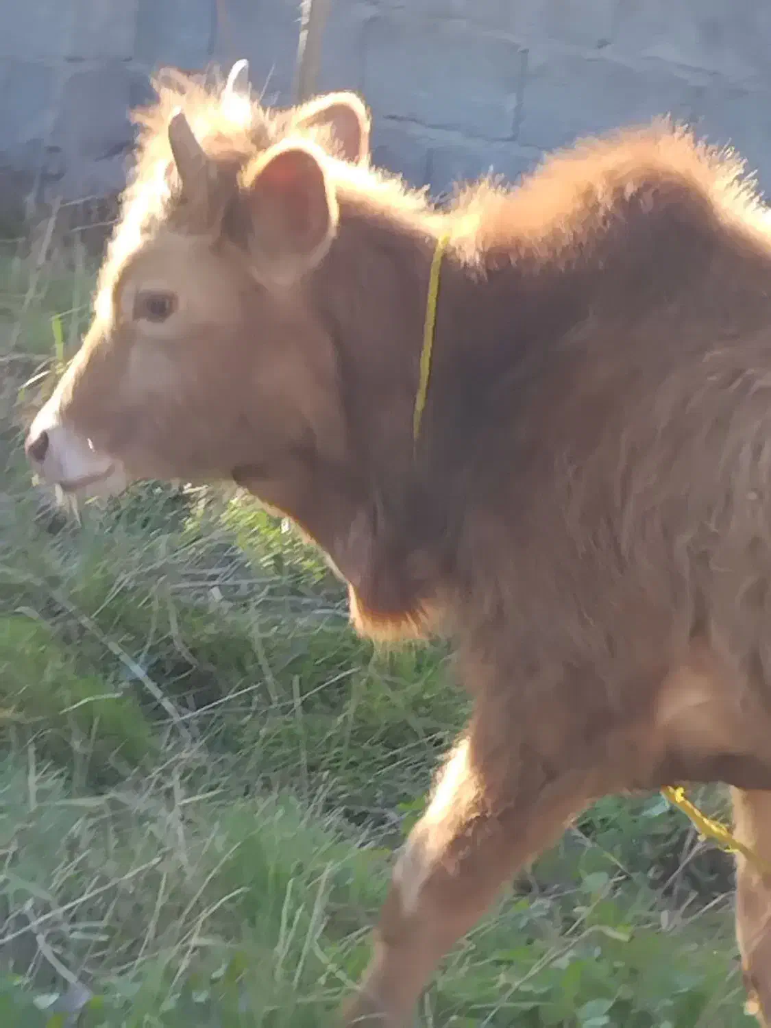 ورزا|حیوانات مزرعه|رشت, توشیبا|دیوار