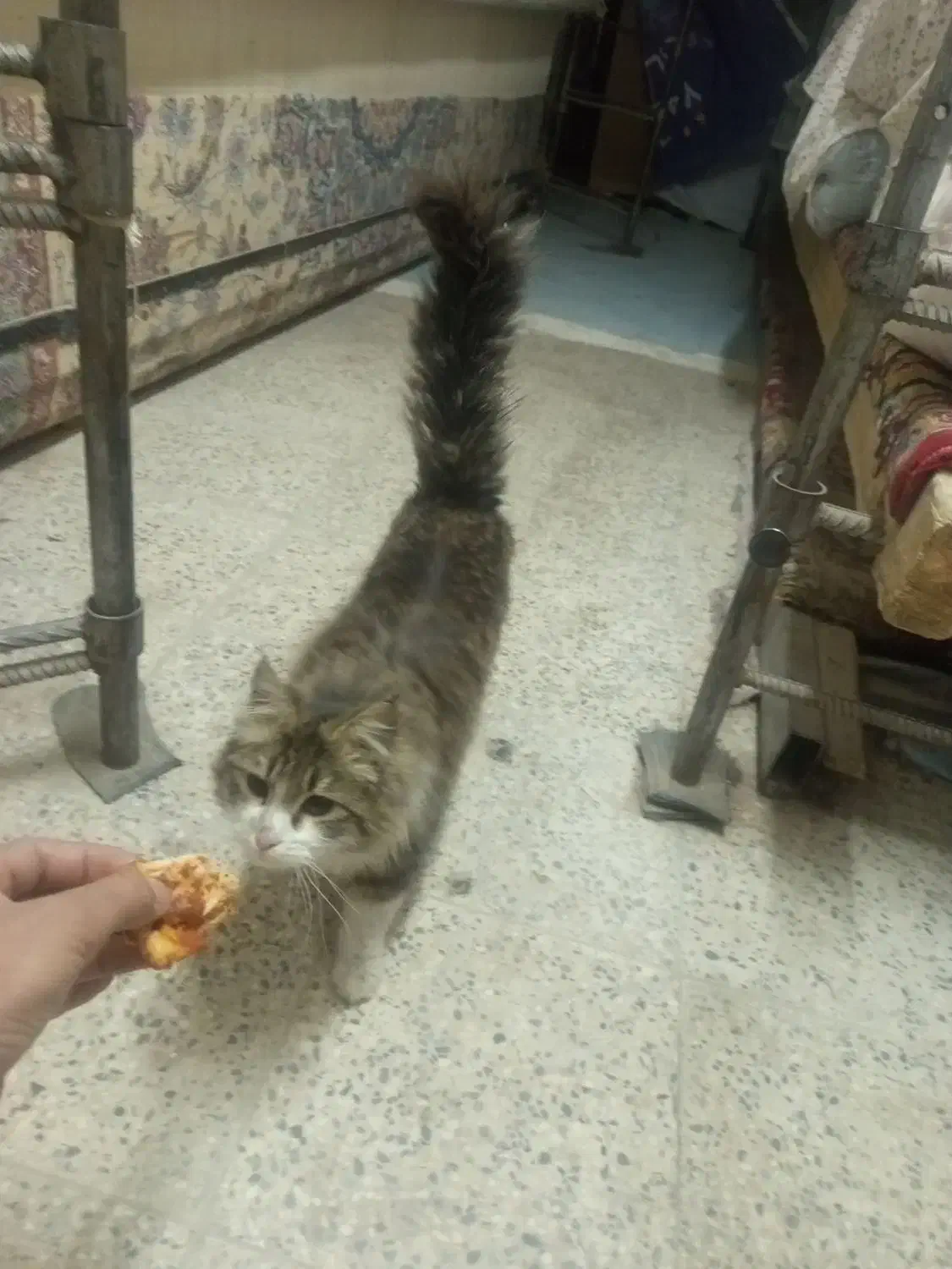 گربه بازیگوش|گربه|اصفهان, شهرک امام خمینی|دیوار