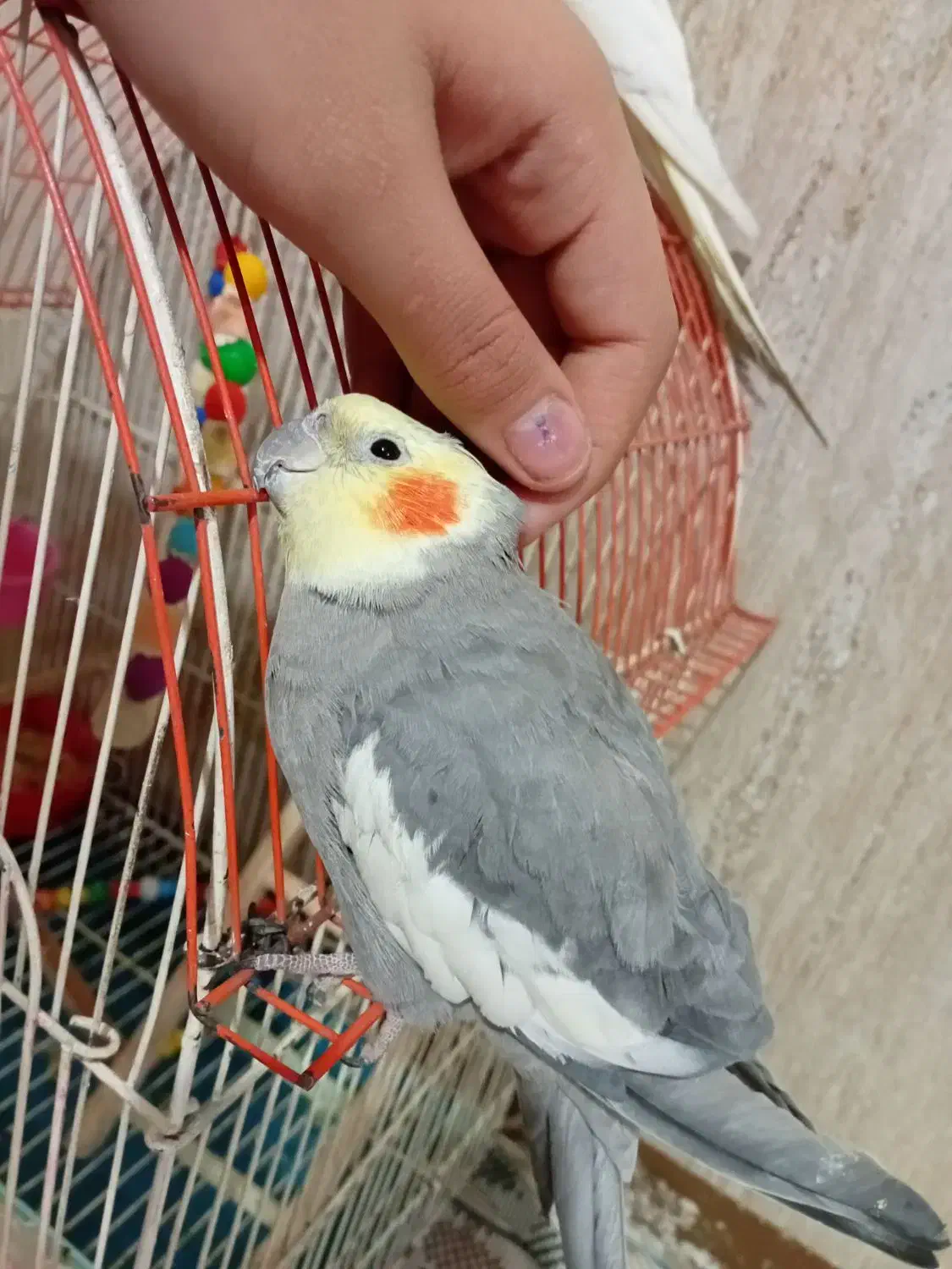 دو عدد عروس هلندی ب فروش میرود|پرنده|کرج, حصارک پایین|دیوار