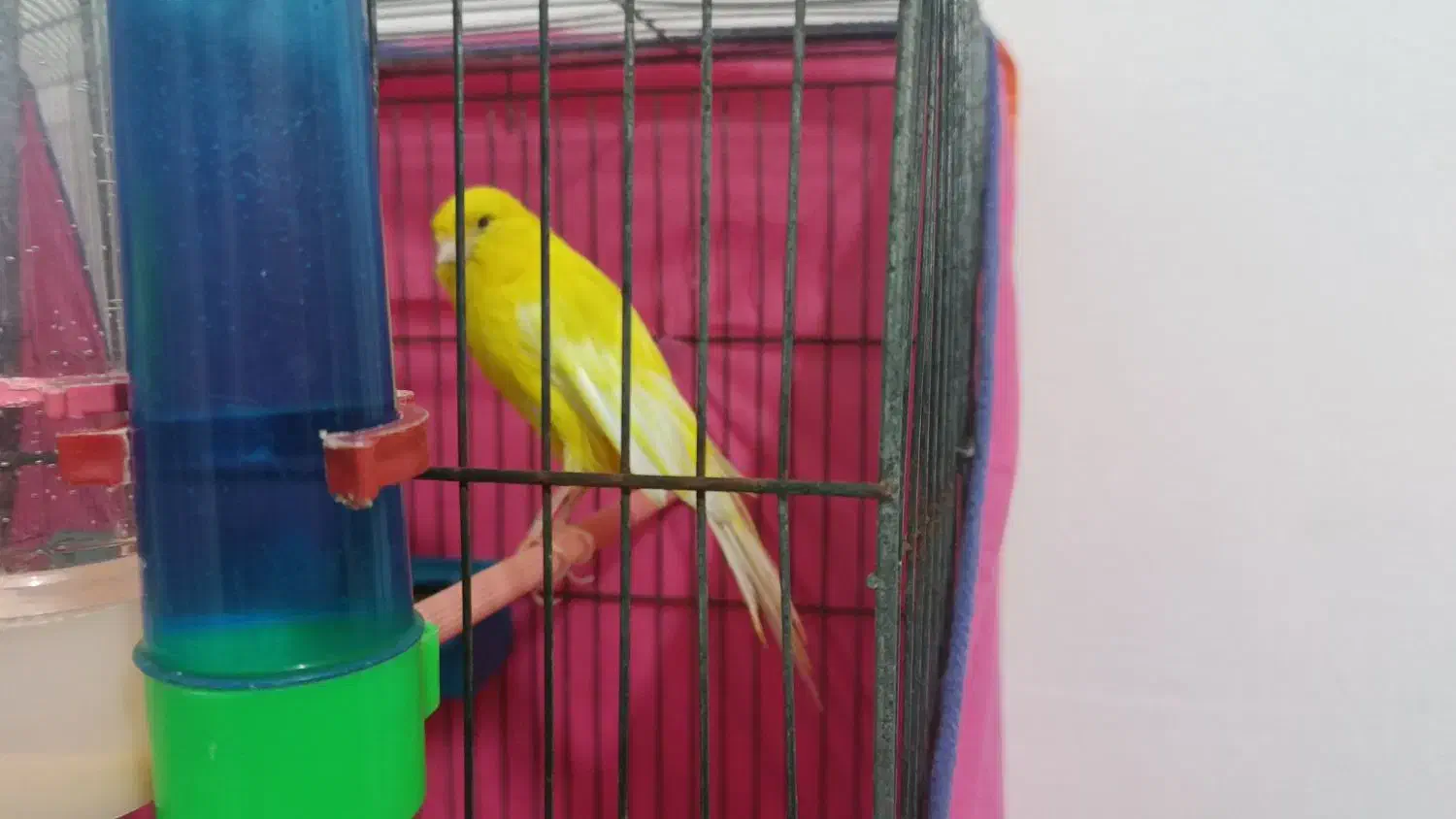 یک عدد قناری نر رسمی بلند جوان سالم|پرنده|قزوین, |دیوار