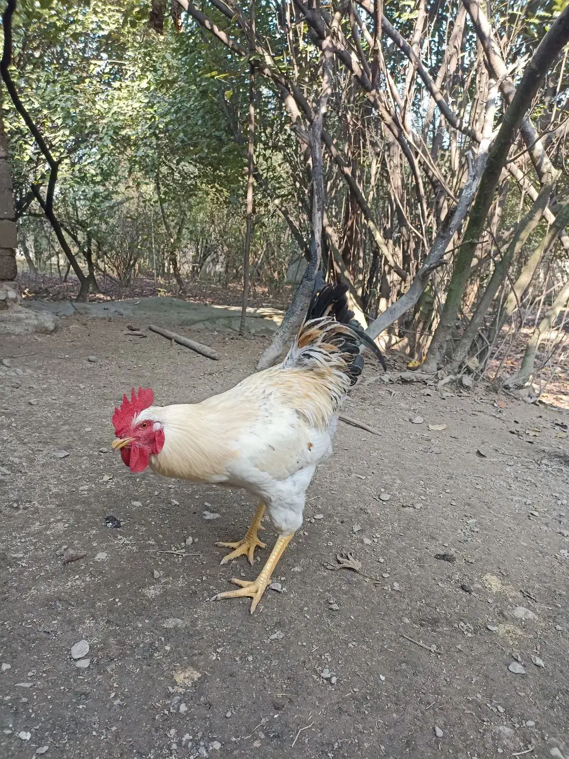 خروس محلی|حیوانات مزرعه|فومن, |دیوار