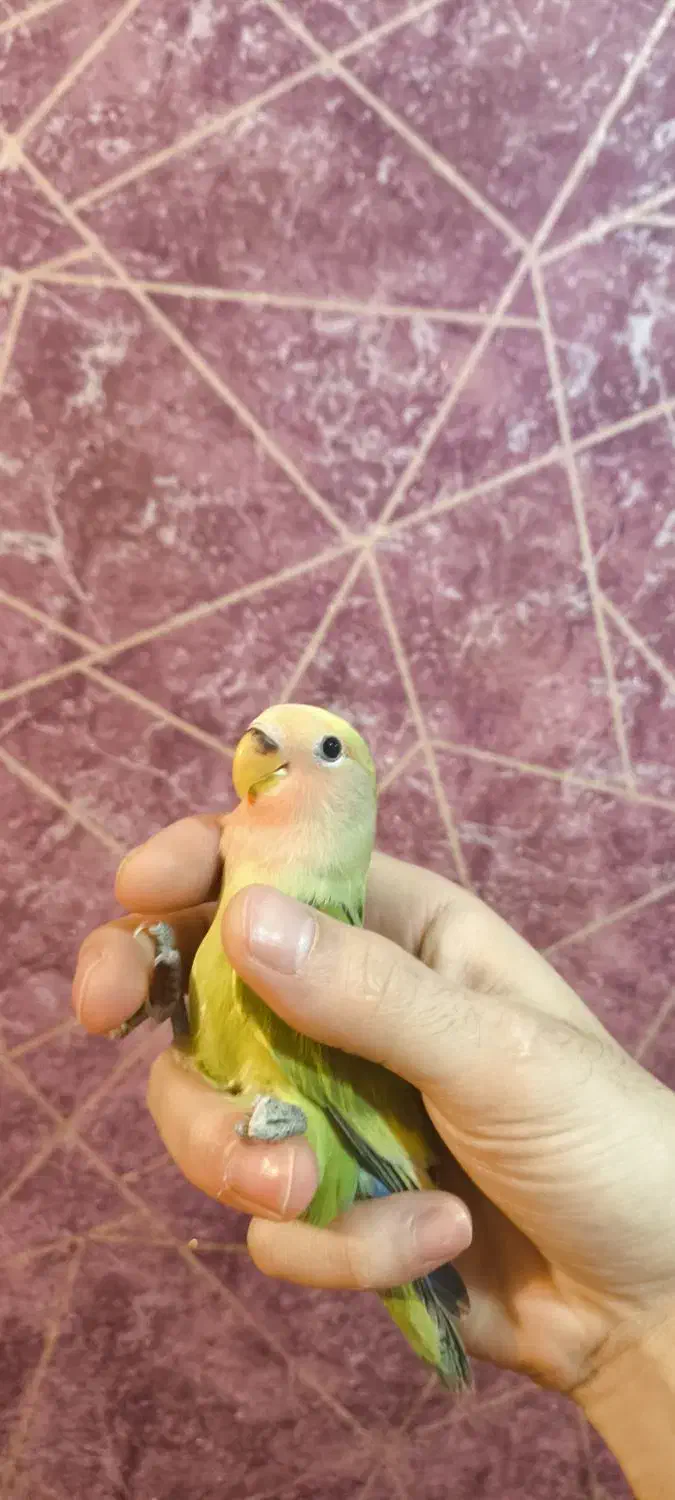 طوطی برزیلی|پرنده|تبریز, |دیوار