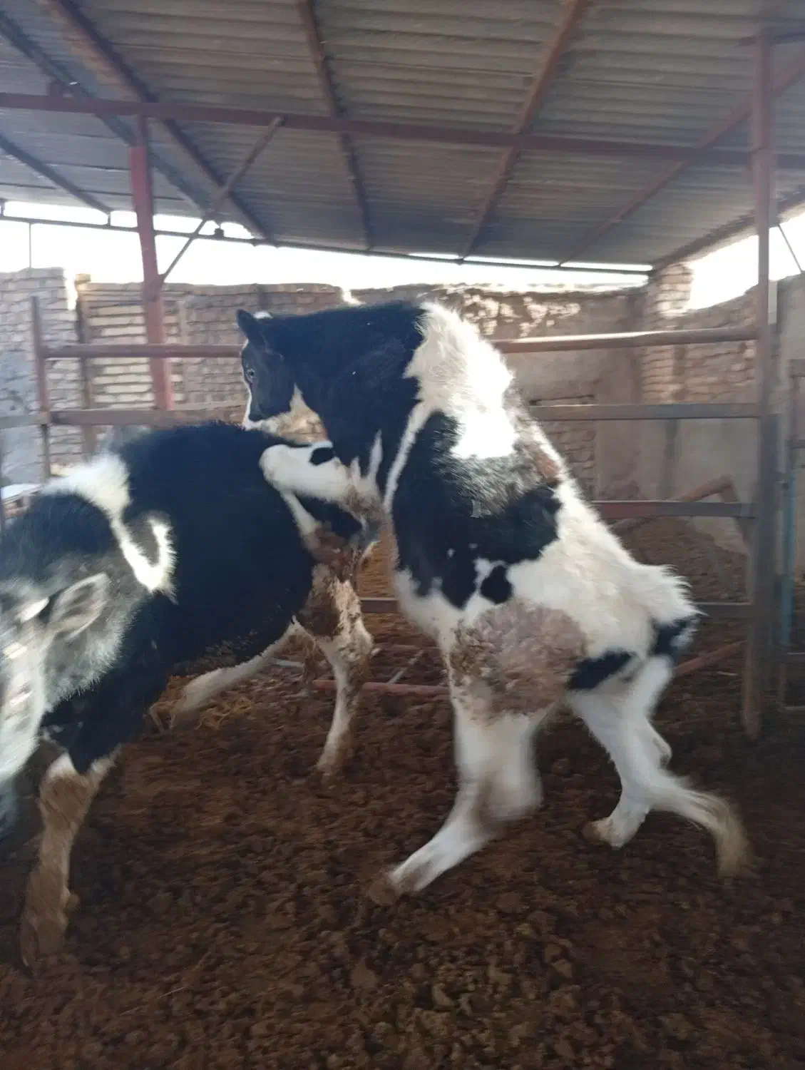 گوساله نر|حیوانات مزرعه|نیشابور, فضل|دیوار