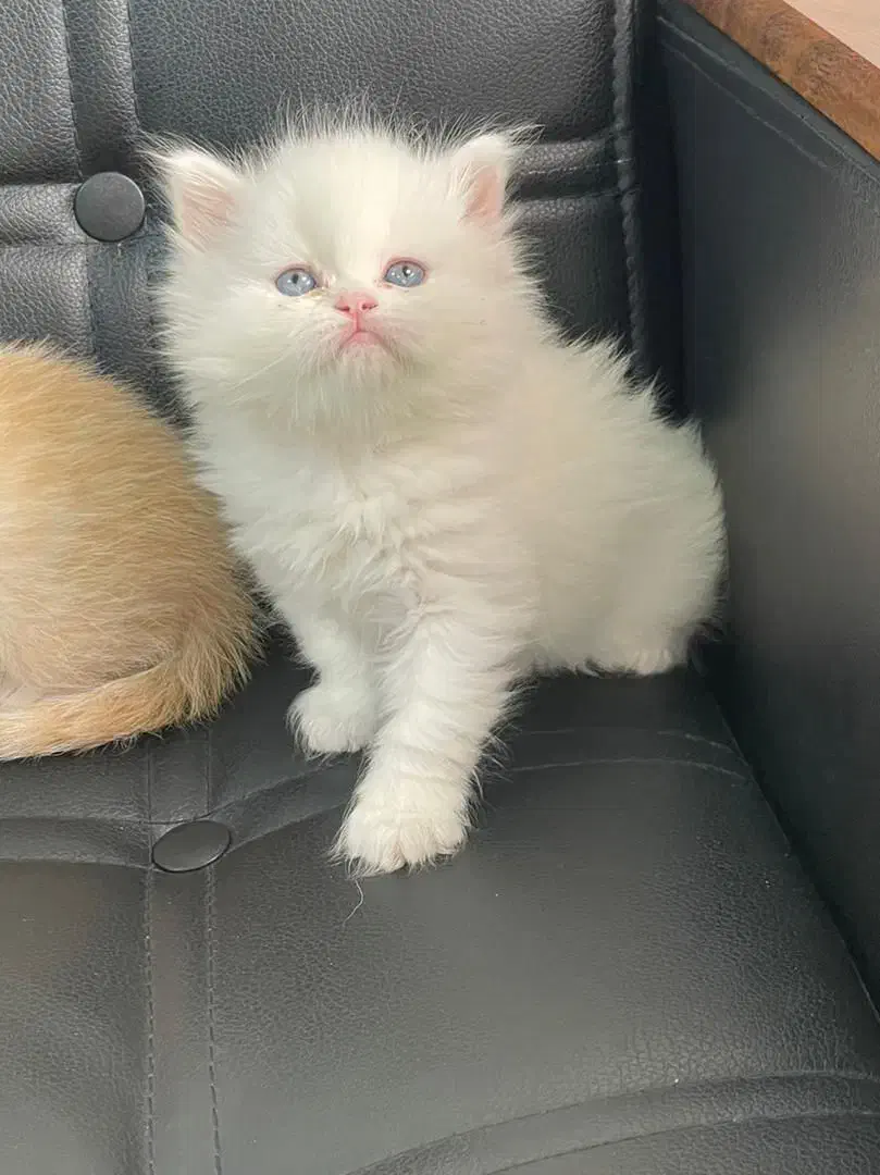 لانگ هیر|گربه|رشت, چله خانه|دیوار