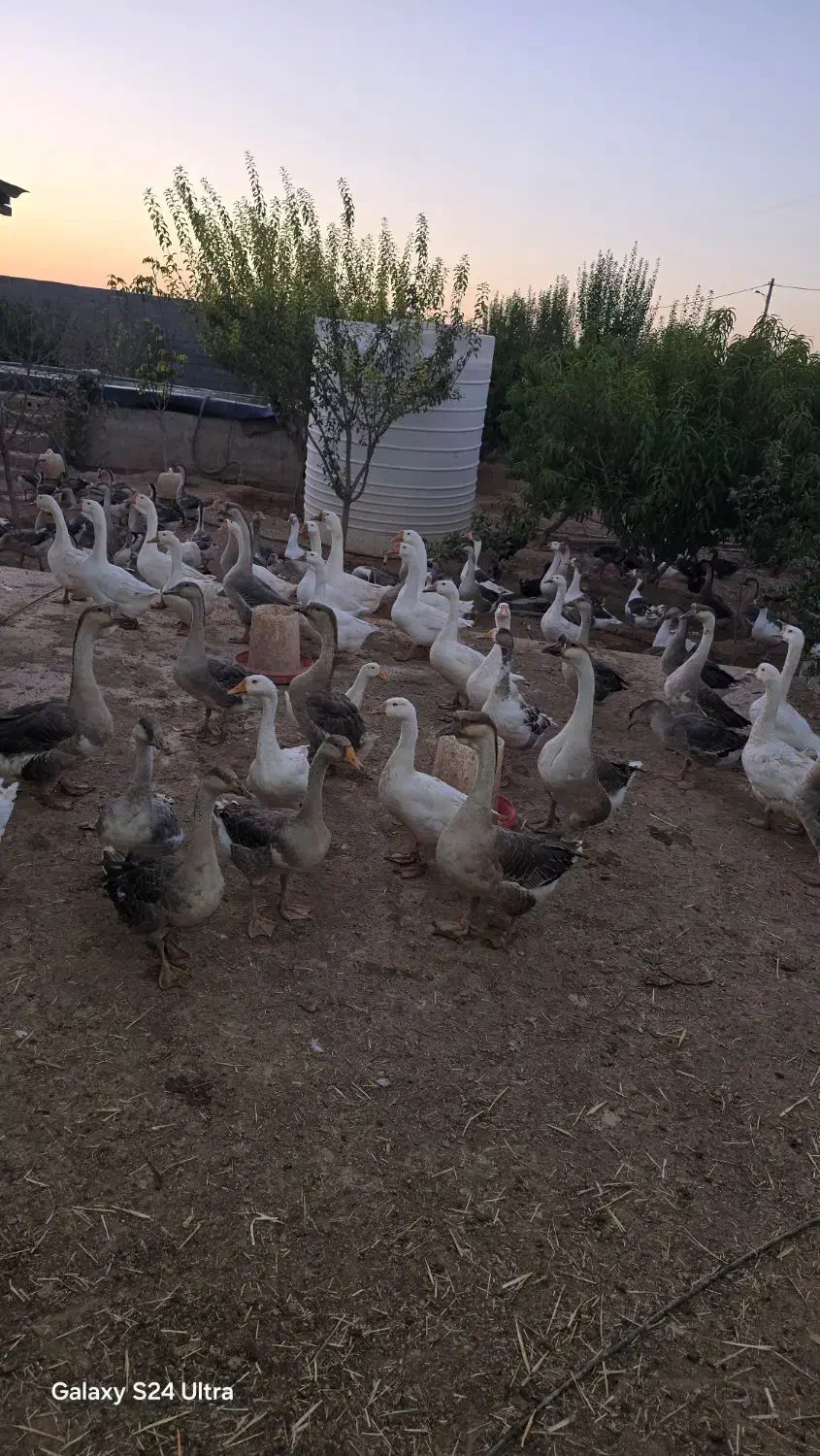 قو غاز اردک بومی و اردک لال فروش فوری بعلت حابجایی|حیوانات مزرعه|برخوار, |دیوار