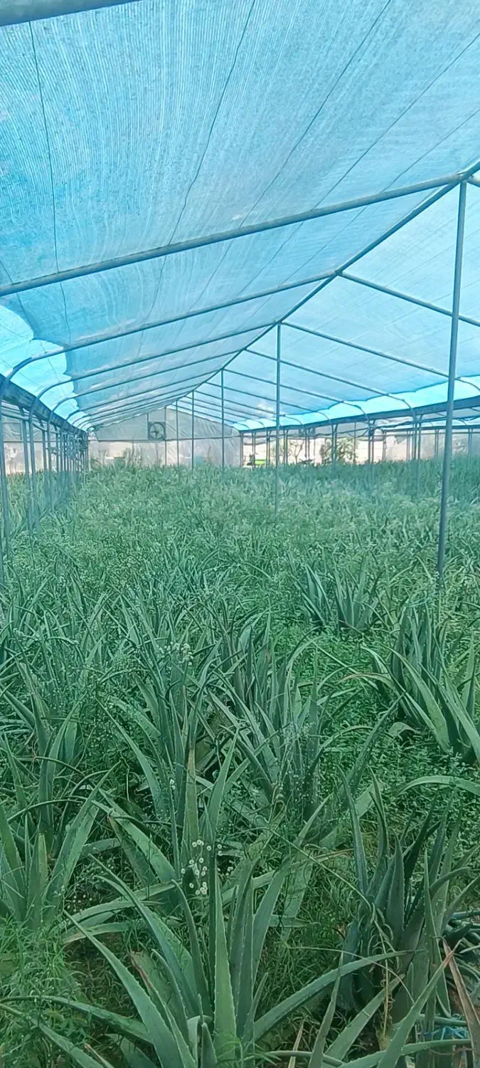 سازه گلخانه گالوانیزه جوشی کیفیت برتر|مصالح و تجهیزات ساختمان|سیاخ دارنگون, |دیوار