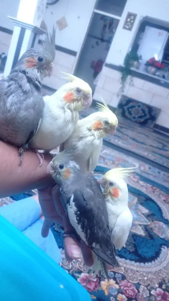 عروس هلندی چشم شرابی|پرنده|خرمدره, |دیوار