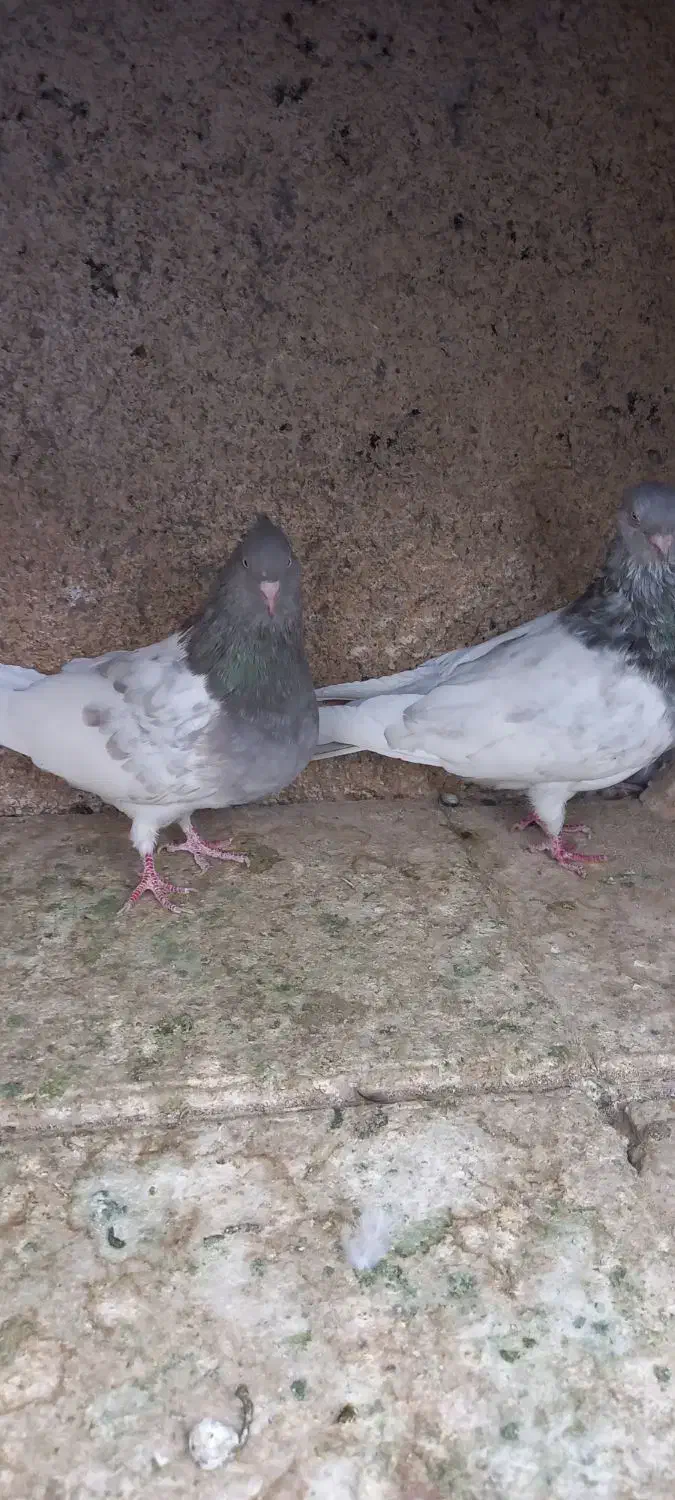 کله الماسی سینه زرد نر و ماده|پرنده|مشهد, رضاییه|دیوار