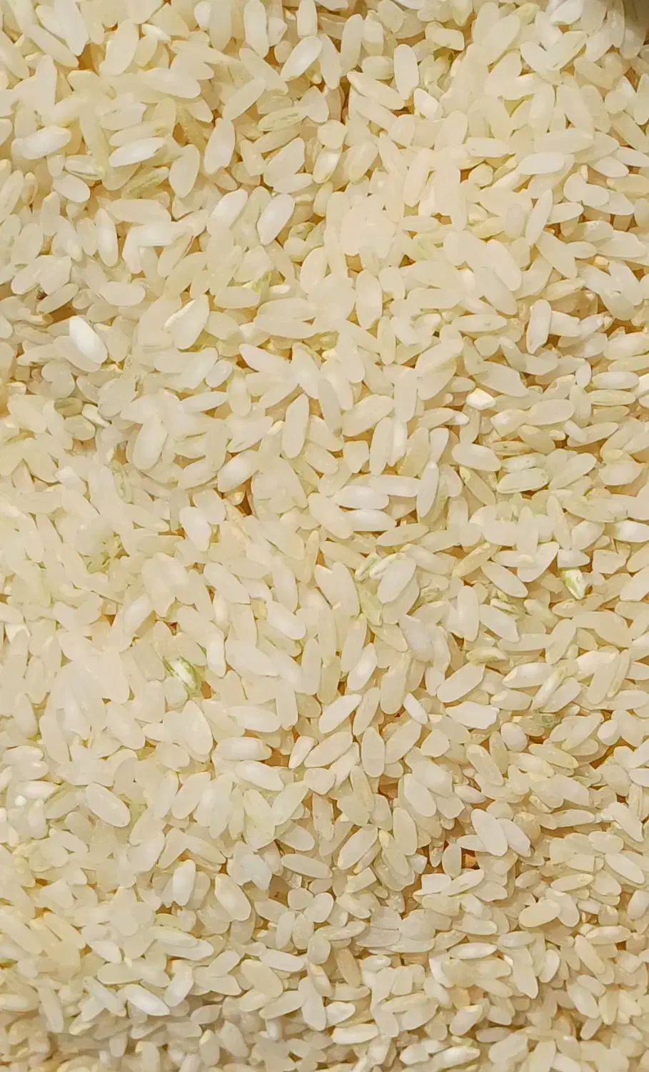 برنج و خورده برنج کامفیروزی|خوردنی و آشامیدنی|شیراز, رکن‌آباد|دیوار