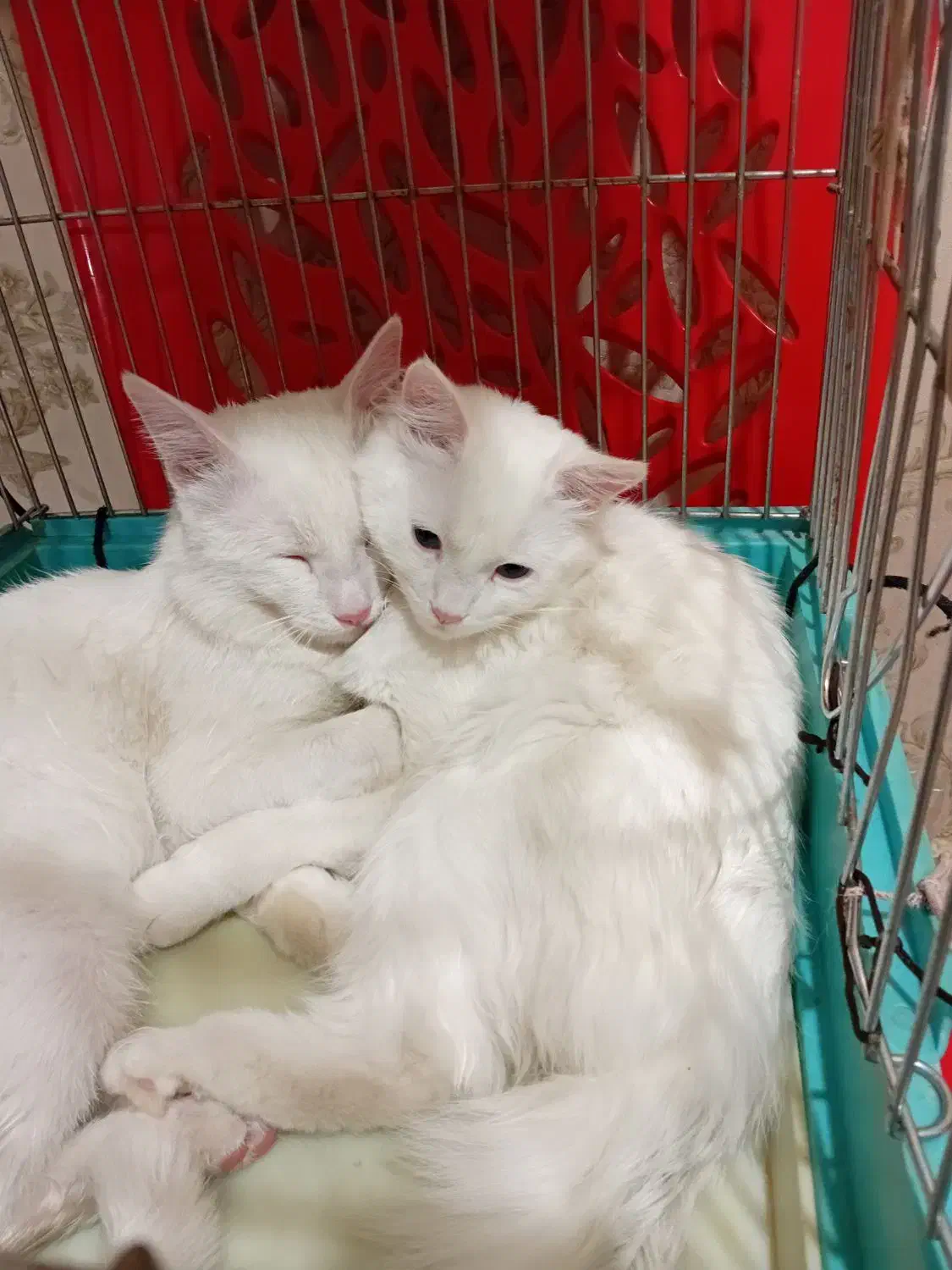 گربه پرشین وان|گربه|تبریز, |دیوار