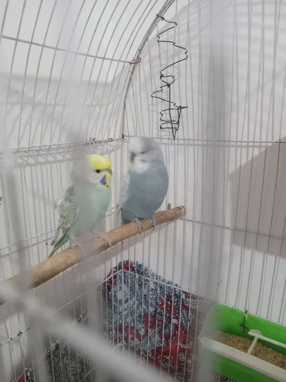 جفت مرغ عشق هلندی و پروانه ای دوگل|پرنده|خوی, |دیوار