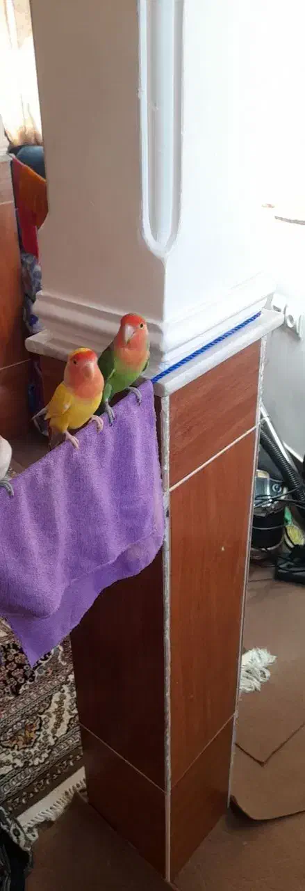 کوتوله بریزیلی نرو ماده|پرنده|قم, شهرک فاطمیه|دیوار