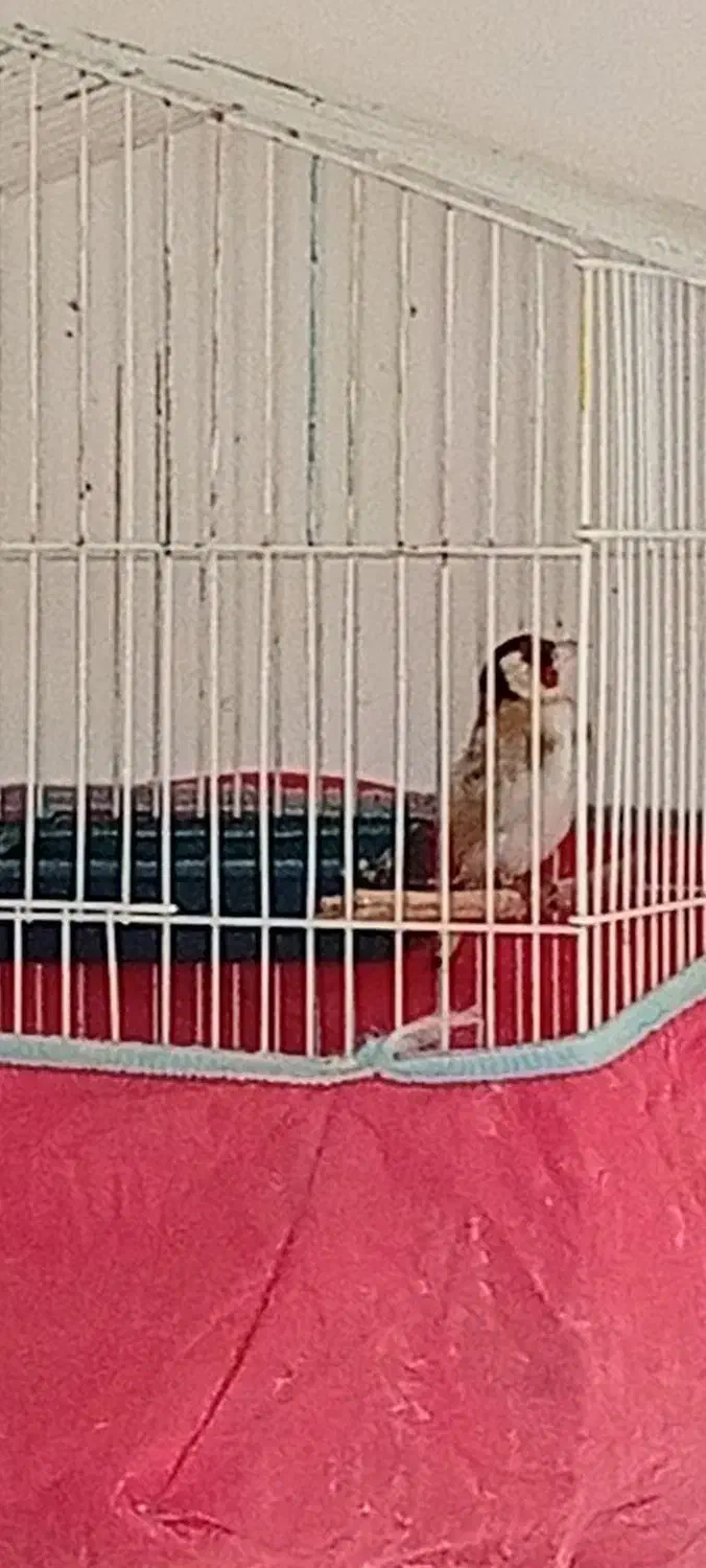 سهره|پرنده|مسجد سلیمان, |دیوار