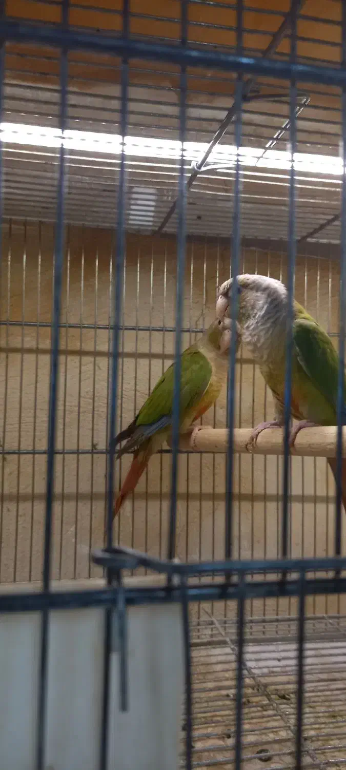 گرینچیک نر|پرنده|تبریز, |دیوار