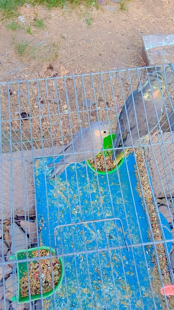 سامسونگ گلکسی(هلندی عروس)|موبایل|بم, |دیوار