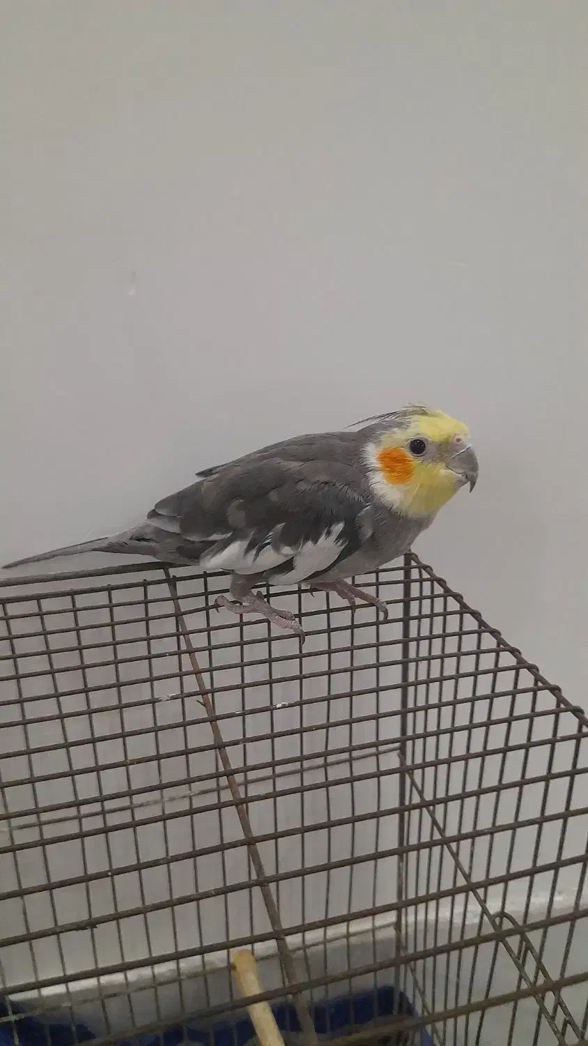 عروس هلندی نر|پرنده|گرگان, |دیوار