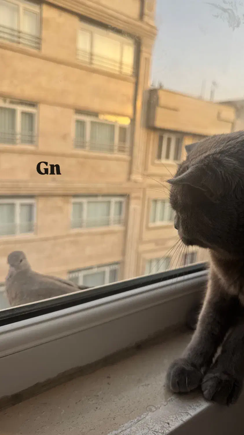 گردو ی خشکلمون اسکاتیش بلو ماده ۱ سالشه|گربه|اسلامشهر, شهرک مفیدی|دیوار