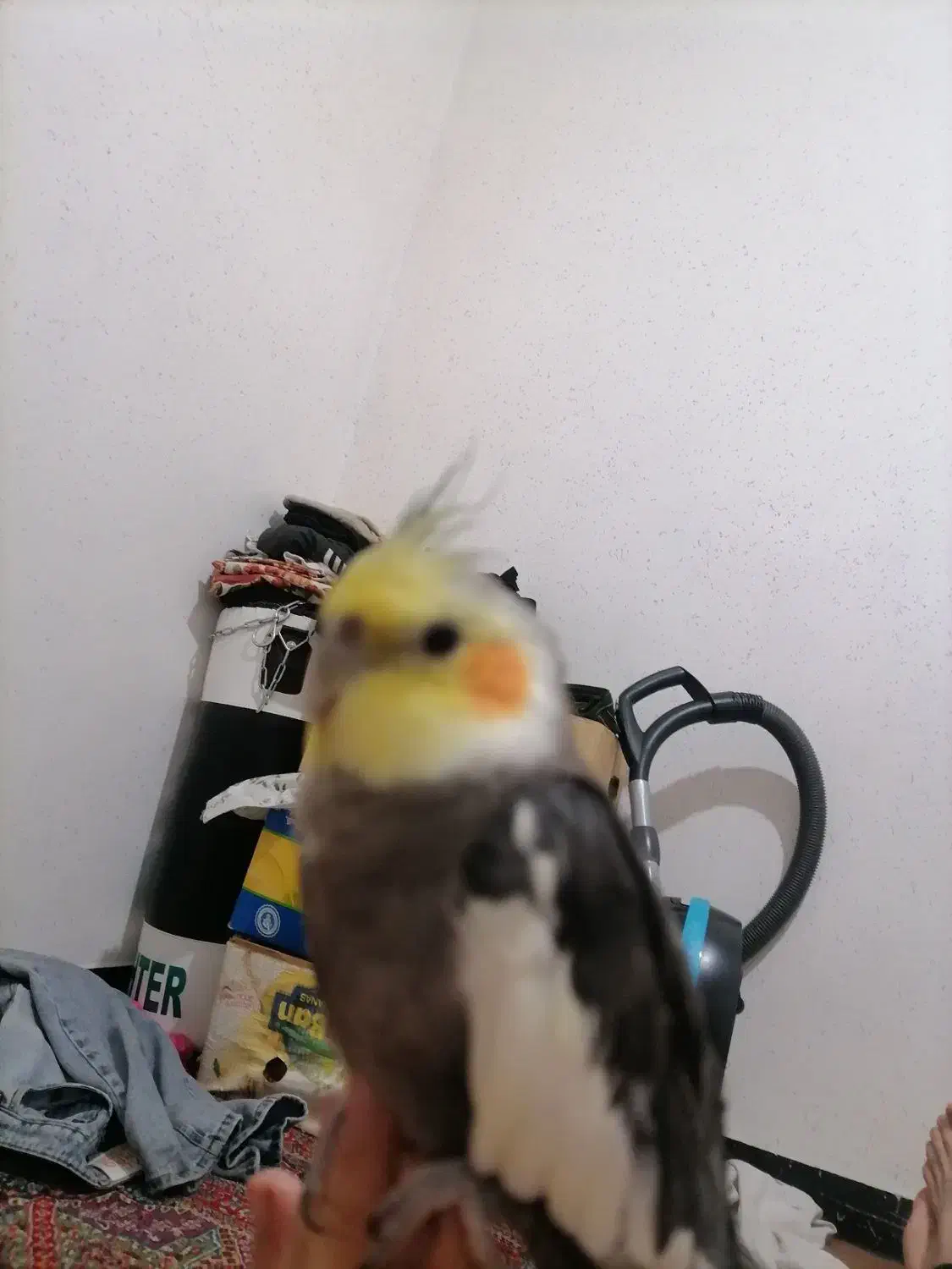 گمشده|حیوانات|هشتگرد, شهرک مهستان ۱|دیوار