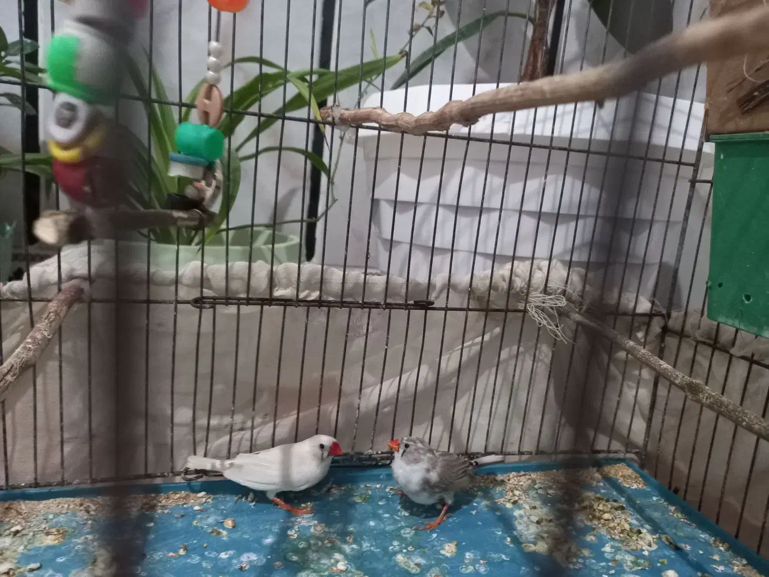 یک جفت فنچ مولد|پرنده|تاکستان, |دیوار