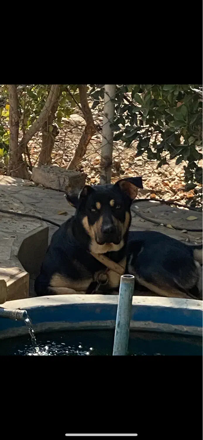 توله سگ|سگ|اصفهان, دنارت|دیوار