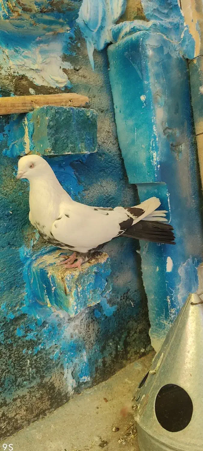 کفتر پرنده|پرنده|میانه, |دیوار