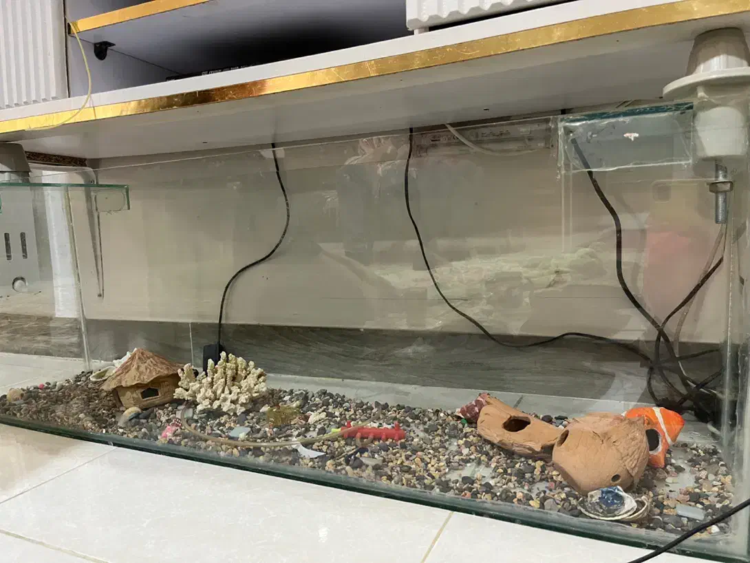 آکواریوم ماهی|ماهی|رشت, سیا اسطلخ|دیوار