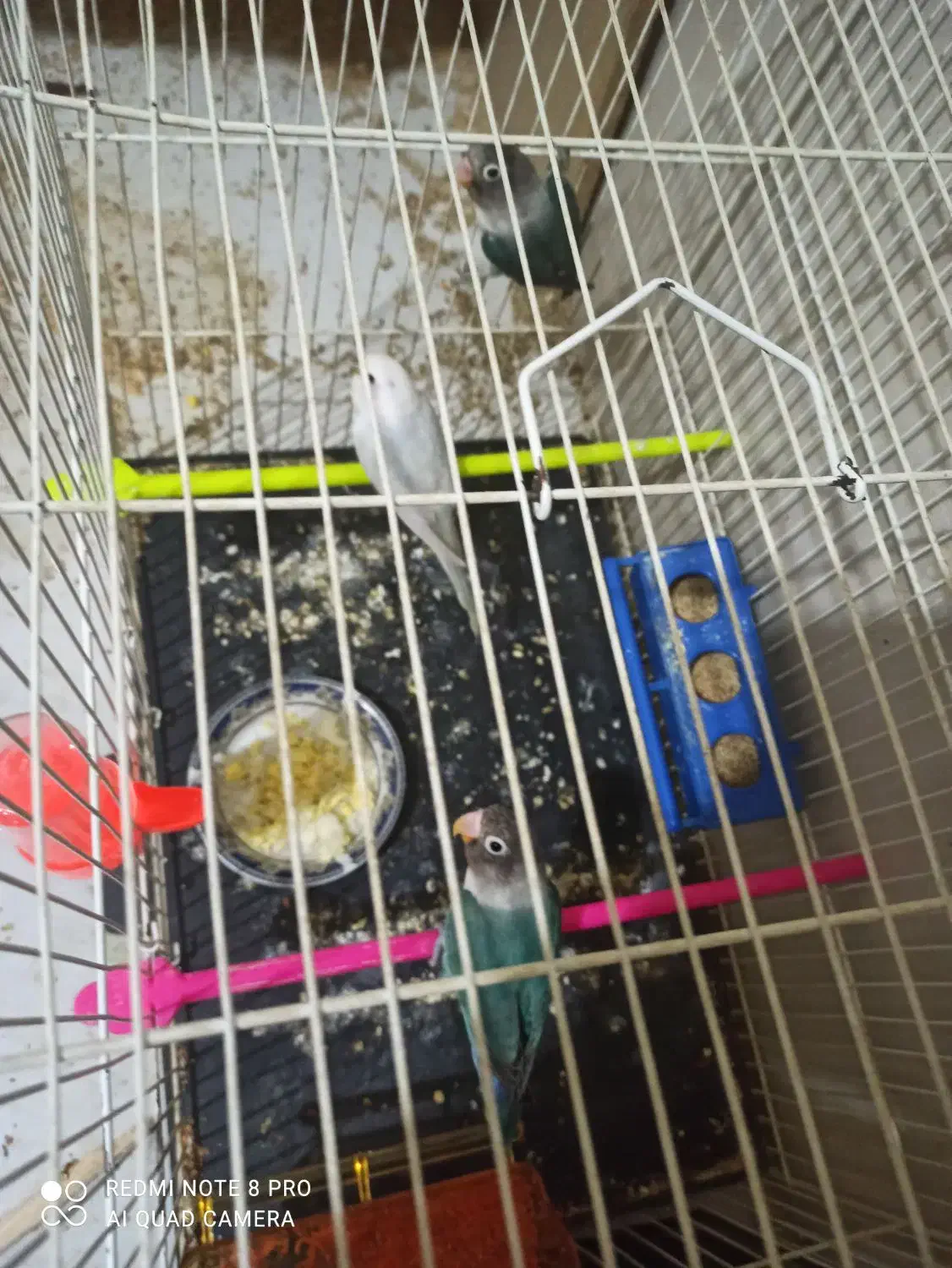 عروس هلندی کوتوله مرغ عشق|پرنده|مشهد, قائم|دیوار