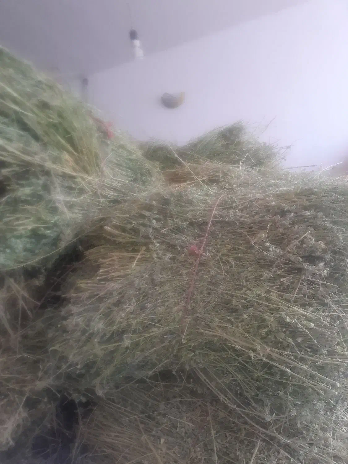 بیده یونجه|لوازم جانبی حیوانات|فاروج, |دیوار