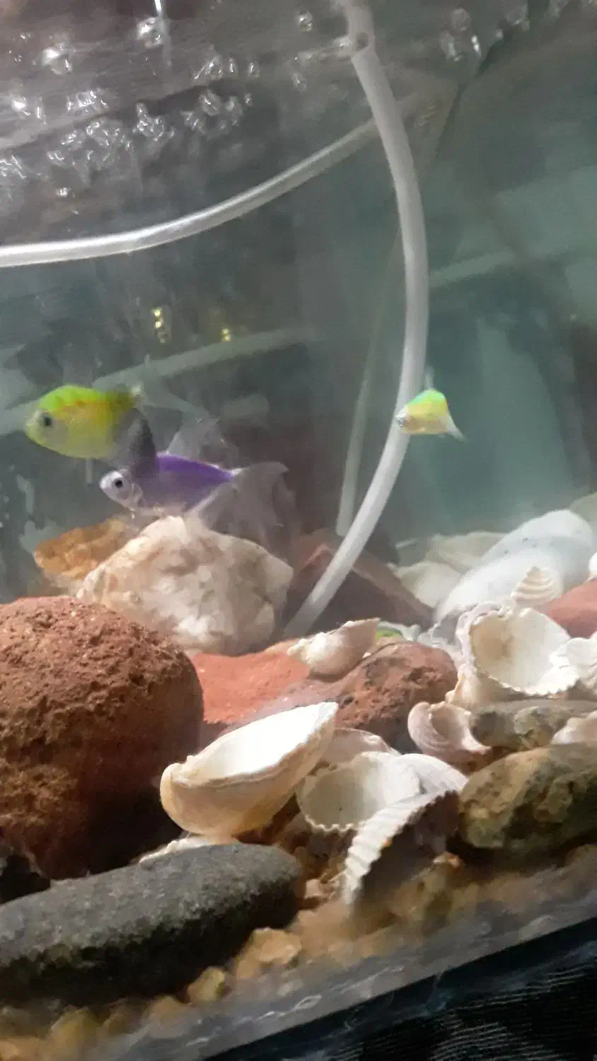 ماهیکالرفیش|ماهی|مشگین شهر, |دیوار