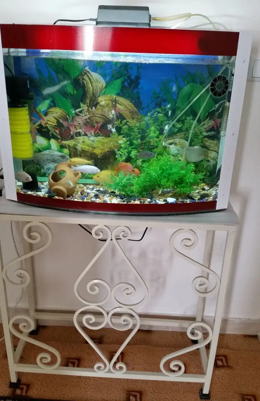 آکواریوم همراه با میز و تجهیزات کامل|ماهی|زنجان, |دیوار