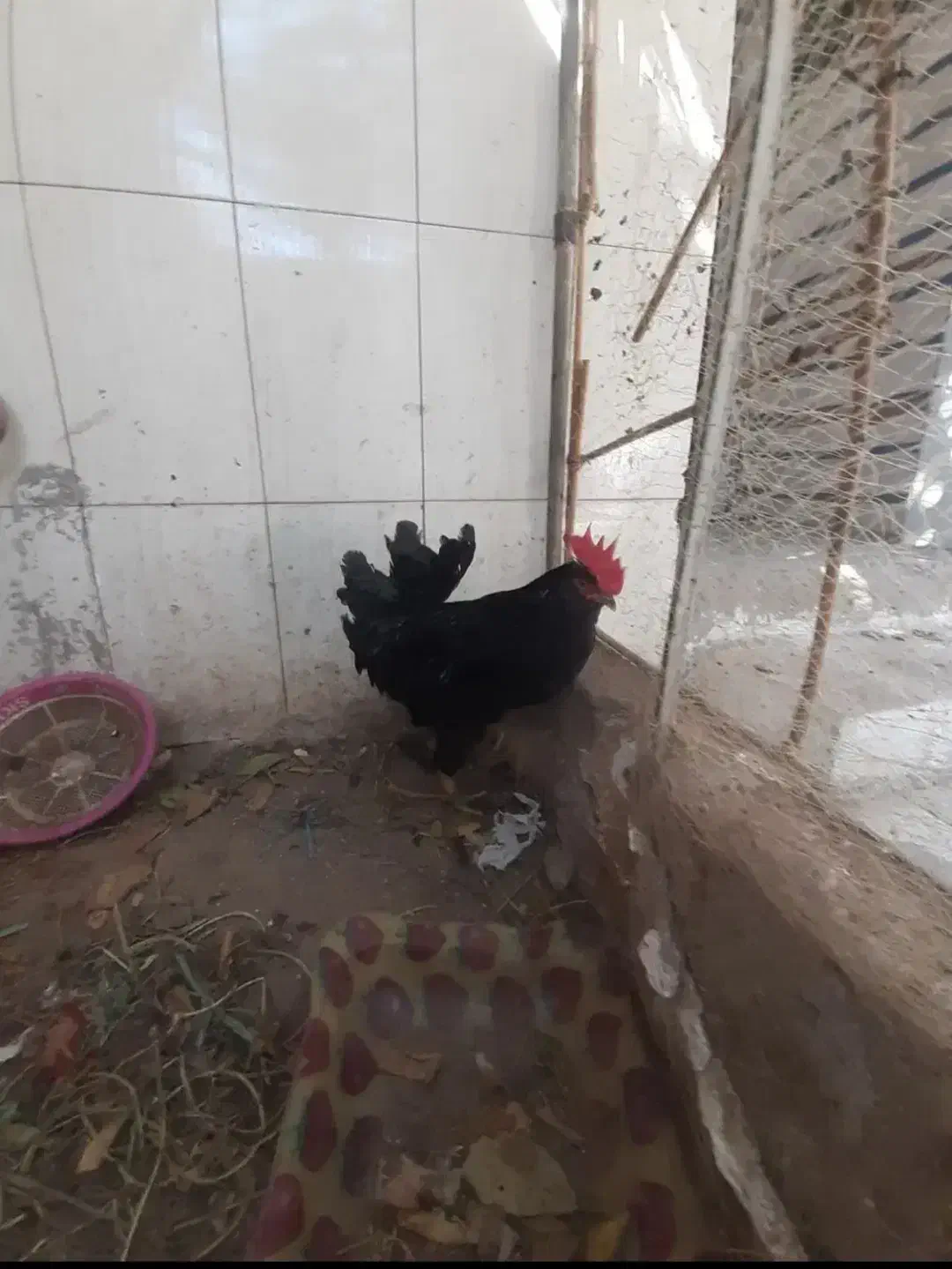 یک عددخروس ودوعدد مرغ محلی|حیوانات مزرعه|بندر گناوه, |دیوار