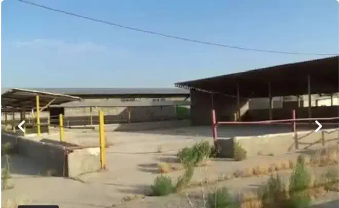 گاوداری صنعتی|فروش دفتر صنعتی، کشاورزی، تجاری|هشتگرد, شهرک راه آهن|دیوار